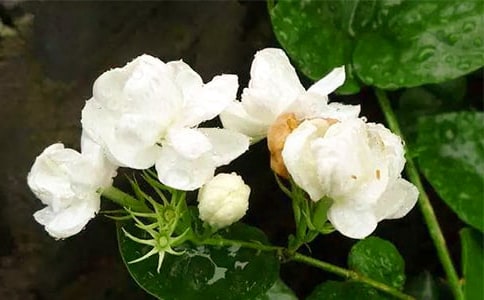 我喜爱的茉莉花作文550字