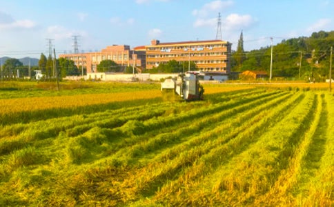 秋收凤仙花小学作文