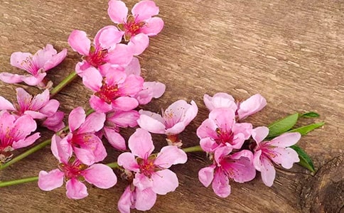 残留的桃花作文