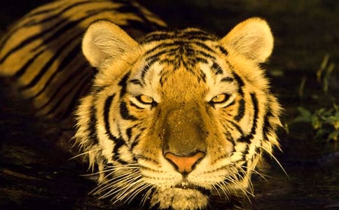 介绍大连老虎滩优秀作文500字