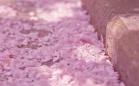 樱花之恋作文1500字