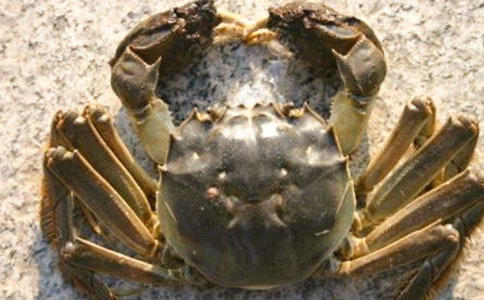 第一次养螃蟹作文