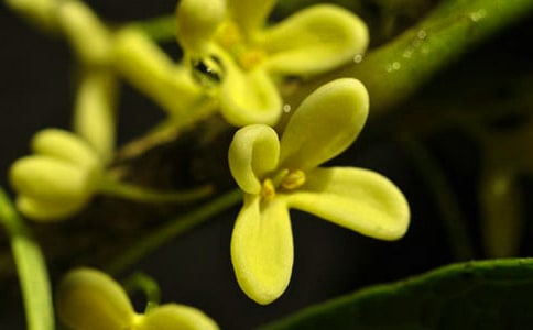 小区里的桂花树作文