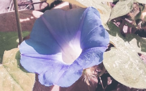 不可思议的牵牛花小学五年级作文