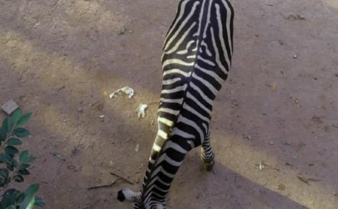 斑马线上的关爱小学生作文