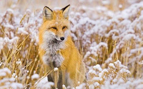 狐狸、狼和公鸡作文850字