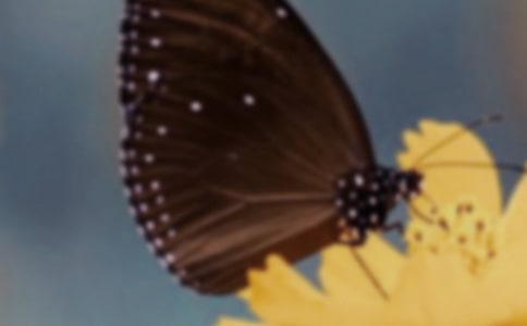 蝴蝶与蚊子作文