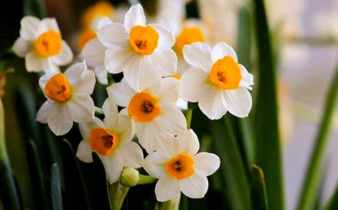 水仙花学生优秀作文