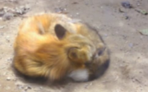 狐狸和乌鸦续编小学优秀作文