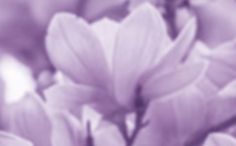 广玉兰花优秀作文