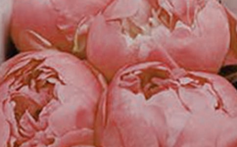 阳光下的花朵六年级作文