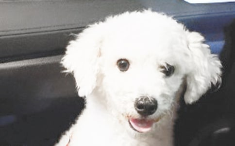 我和小狗的趣事小学生作文