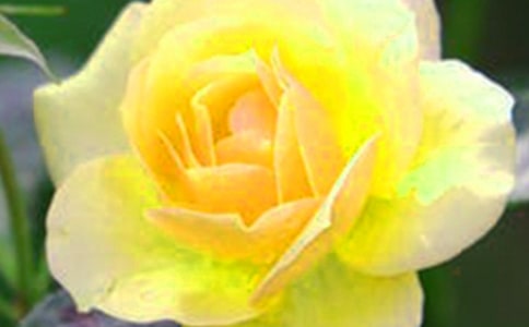 开在记忆深处的花朵高二作文850字