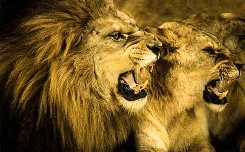 欣赏狮子作文600字