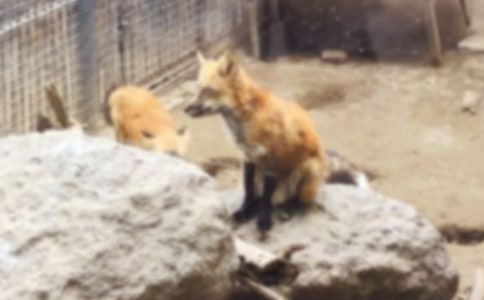 狐狸眼中的大世界作文