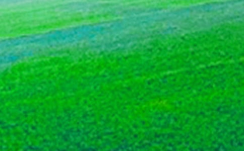 田野的希望小学作文