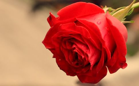 关于写彩色的玫瑰的作文