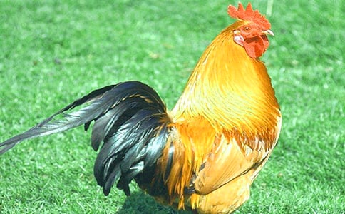 叙事作文：家里的小公鸡