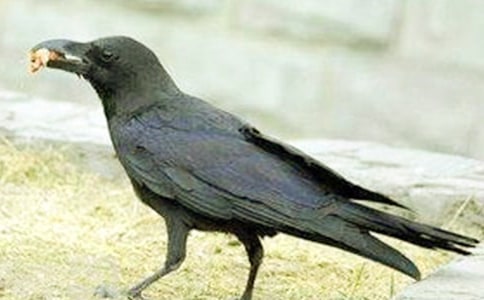 乌鸦喝水新编三年级作文250字