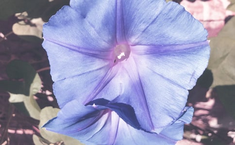 美化大师牵牛花作文