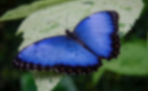 香香的蝴蝶和丑丑的老鼠作文