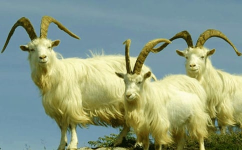 山羊和小狼作文