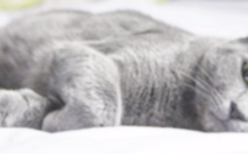 癞皮狗与小猫作文范文