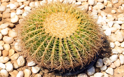 感谢仙人掌作文