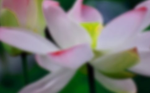 没有荷花的荷叶作文