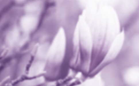 我喜欢玉兰花优秀作文