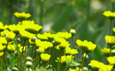 开在记忆深处的花朵800字作文