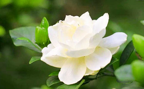 美丽的栀子花作文