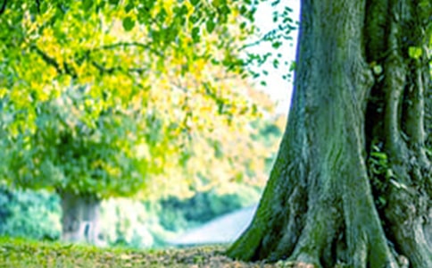 大树底下少乘凉作文