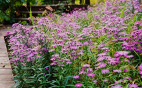 培育好自己的心灵花园作文