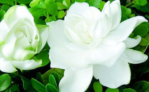 栀子花,请你不要开作文