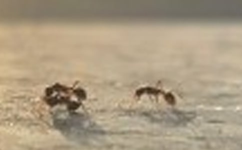 蚂蚁的世界作文范文