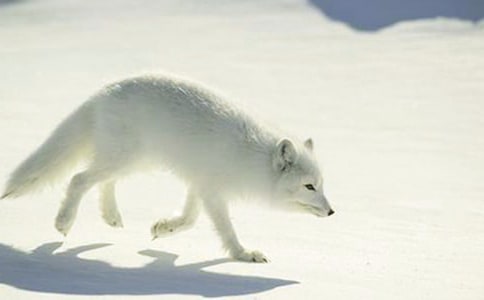 再被狐狸骗一次作文