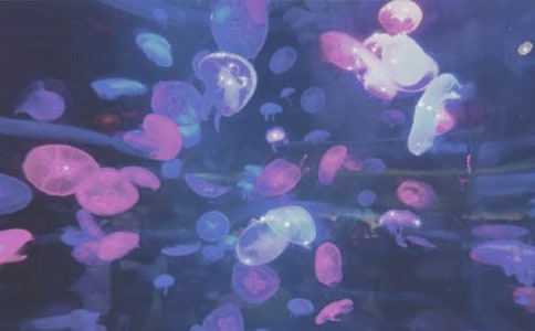 海洋公园作文450字