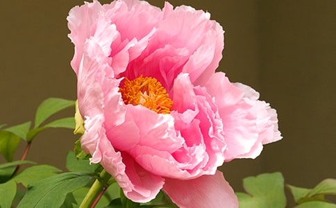 我爱牡丹花作文800字（通用9篇）