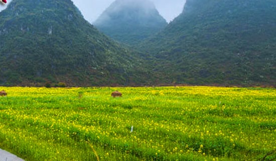 作文:春游玄武湖