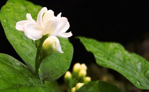 茉莉花作文1100字（精选5篇）