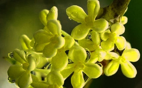 桂花树小学作文500字