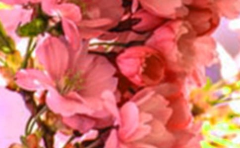 盛开在时光里的花朵初一作文