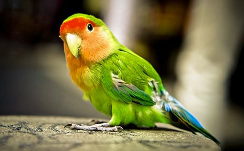 鹦鹉的启示作文