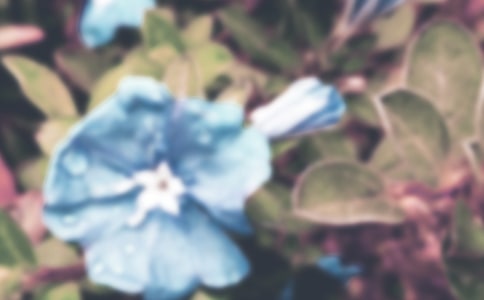 牵牛花阿太初中优秀作文