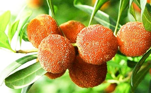 杨梅趣事小学生作文300字