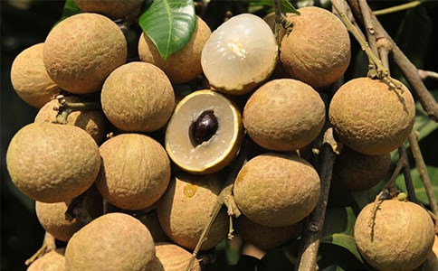 我是一颗龙眼树三年级作文