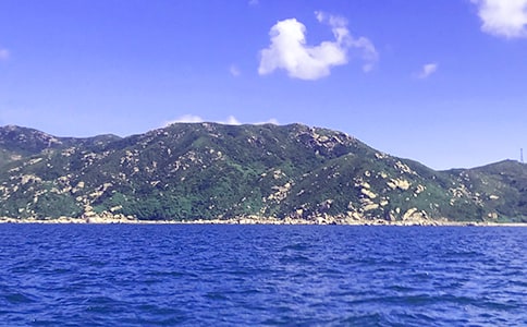 胖大海作文(集合15篇)