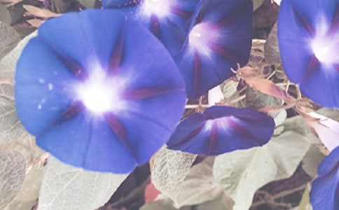 感谢牵牛花优秀作文