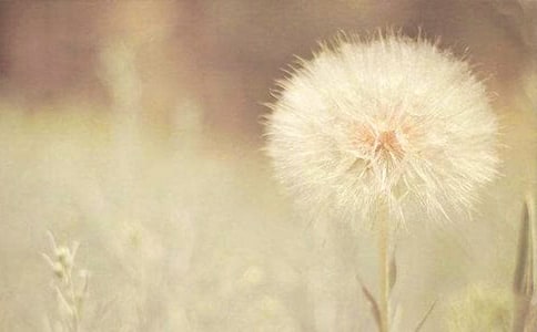 我是一个会飞的蒲公英种子小学六年级作文